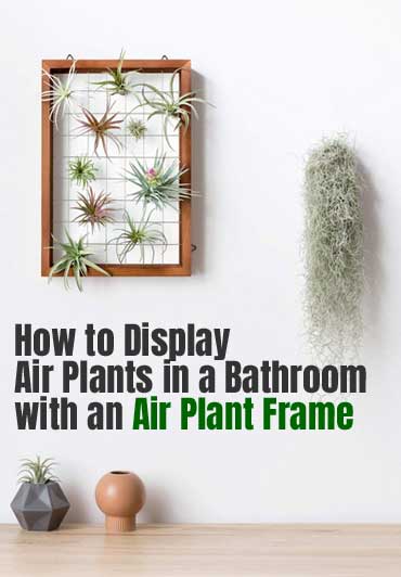 How to Display Air Plants in a Bathroom with an Air Plant Frame