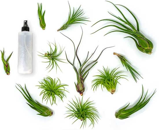 Air Plant Variety Pack for Growing Tillansia Plants in Bathrooms