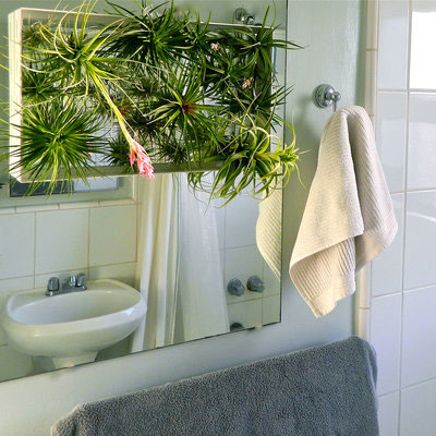 Tillandsia Air Plant Decorating Ideas in the Bathroom