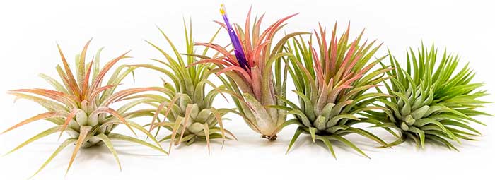 Low Maintenance easy Care Tillandsia Air Plants for Hanging in Bathrooms - No Soil Needed, Just Spray to Water
