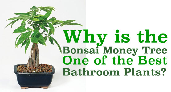 Why is the Bonsai Money Tree One of the Best Bathroom Plants?