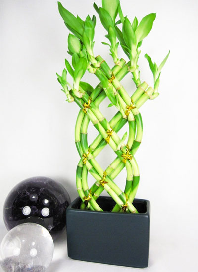 Braided Lucky Bamboo Plant in Crystal Soil and Vase