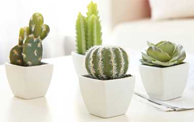 Faux Cactus Plants for Bathroom