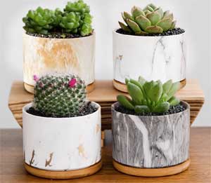Set of 4 Faux Succulent Plants in Stone-Look Posts