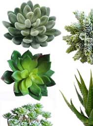 Faux Succulents to Plan in Miniature Claw Foot Bathtub