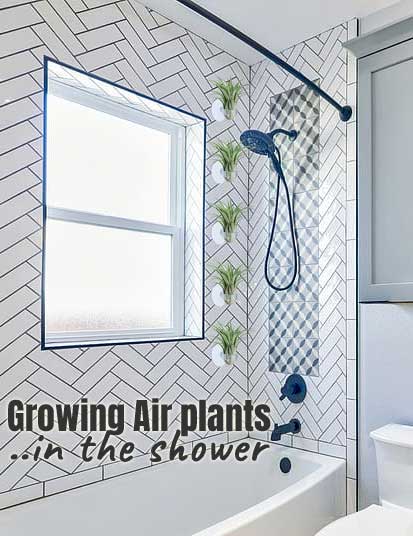 Growing Air Plants in the Shower with Suction Cup Planters