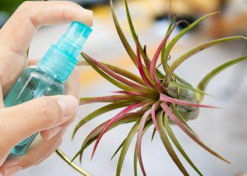 How to Water Air Plants and Whether or Not You Should Fertilize Them