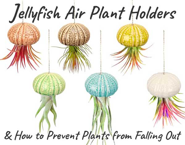 Ceramic Sea Urchin Jellyfish Air Plant Holders - and How to Prevent Plants from Falling Out
