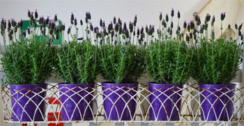 Lavender Plants in Purple Flower Pots - How to Create a Designer Look with Multiple Plants