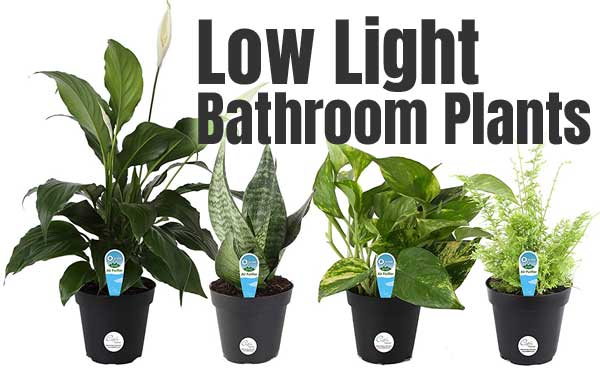 Low Light Bathroom Plants, Including Snake Plant, Fern, Pothos and Peace Lily