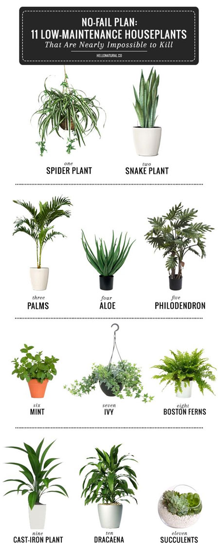 11 Low Maintenance Houseplants = Best Plants for Bathroom