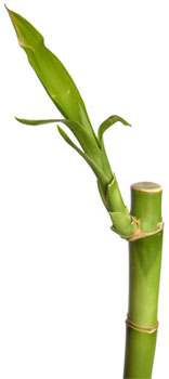 Leaves Sprouting Out of Lucky Bamboo Plant