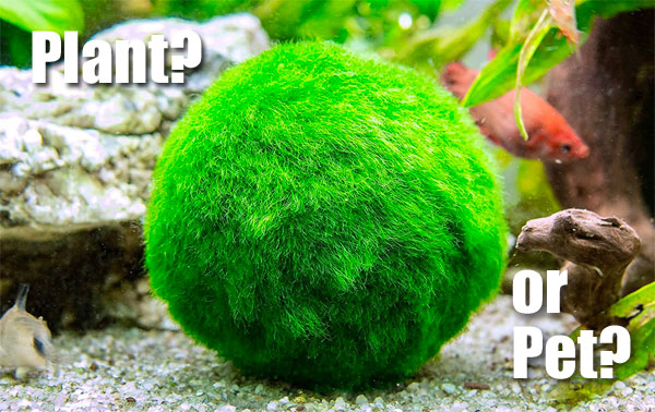 Marimo Moss Ball in Bathroom Fish Tank