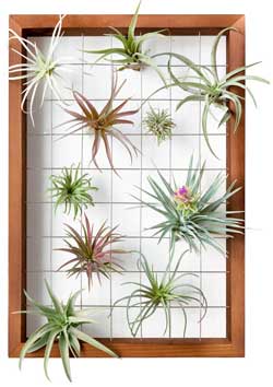 Mkono Air Plant Framefor Tillandsia Air Plants in Bathroom