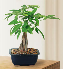 Money Tree for Good Feng Shui