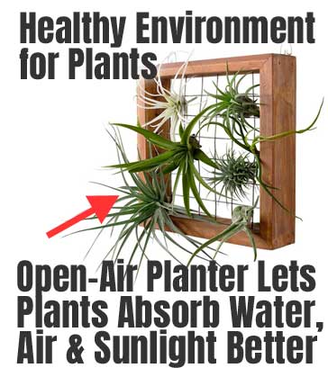 Open Air Planter for Tillandsia Air Plants Made of Wooden Frame and Wire Support