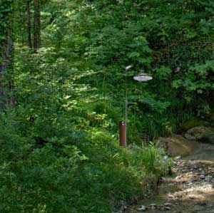 Outdoor Shower in the Trees