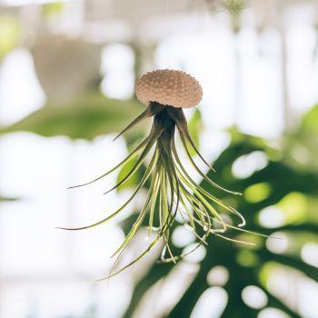 Sea Urchin Jellyfish Plant Hanger in Bathroom