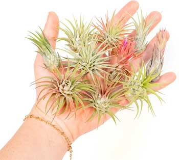 Small Tillandsia Plants fit in Hanging Jellyfish and Octopus Plant Holders