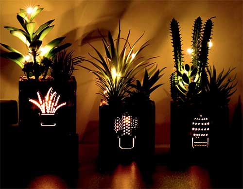 Succulent Lights at Night, Set of 3