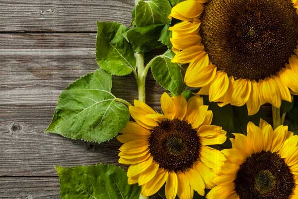 Close Up of Digital Image of Sunflowers on Shower Curtain