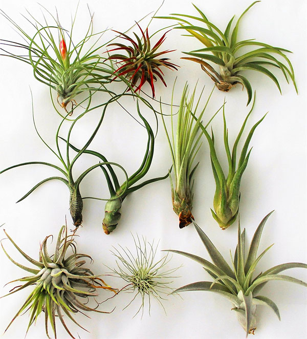 Tillandsia Air Plant Variety Pack