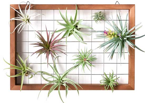 Vertical Air Plant Frame Can Be Wall Mounted, Hung from Ceiling or Placed on a Shelf